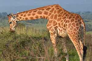 9 Day Uganda’s Primates & Wildlife Safari