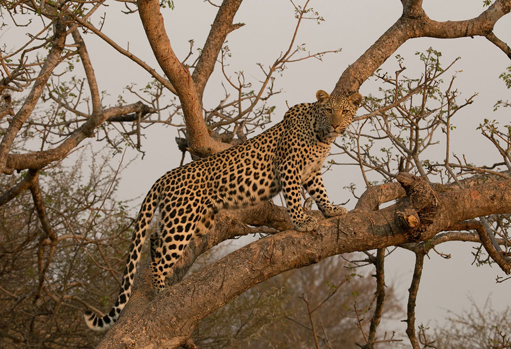 Big Cat of Masai Mara
