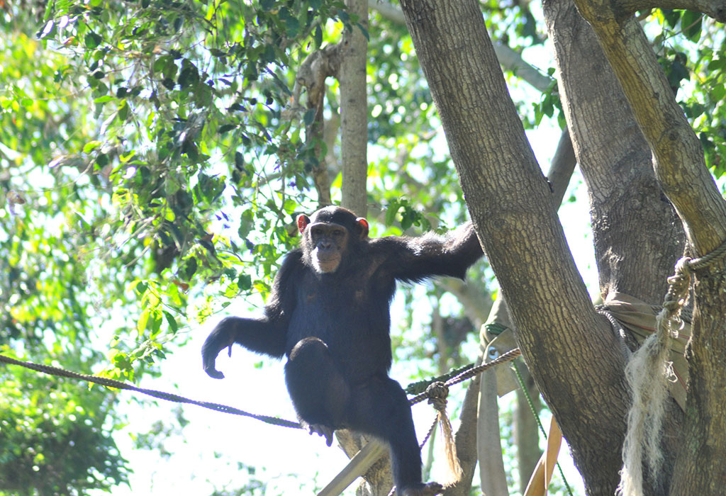 Chimpanzee Trekking Places in Uganda