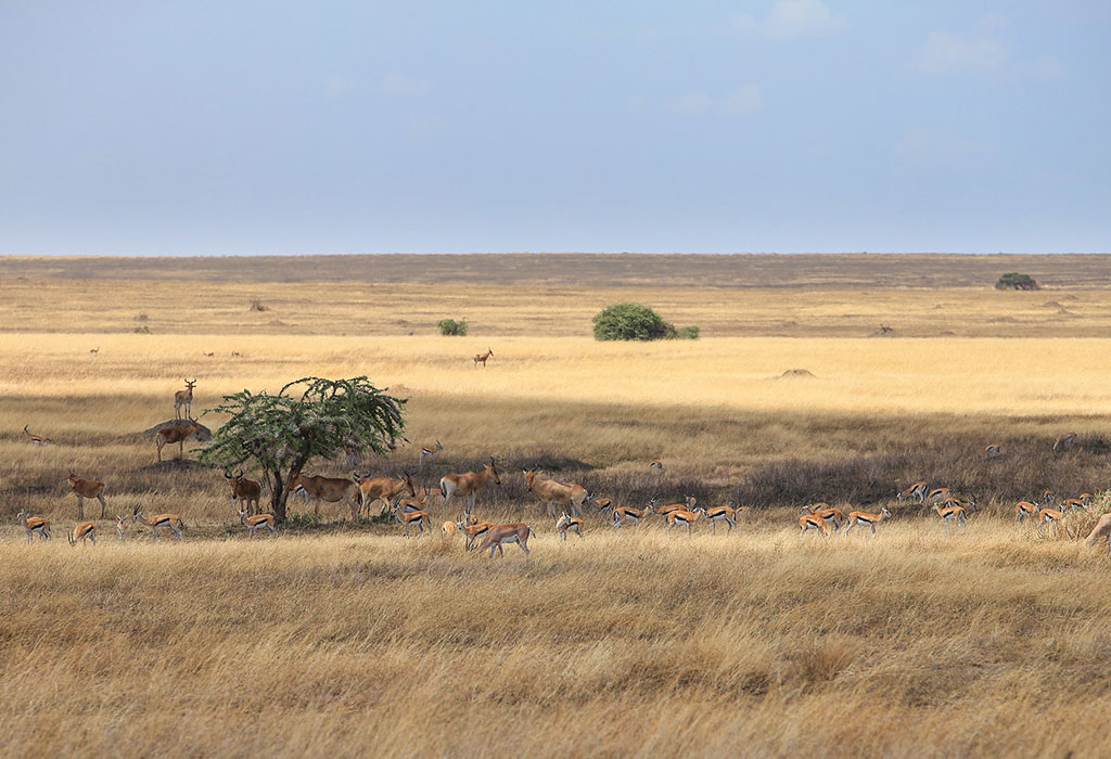 The most popular Serengeti National Park in Tanzania